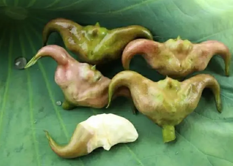 菱角可以直接种植吗(菱角可以直接水煮吃吗)