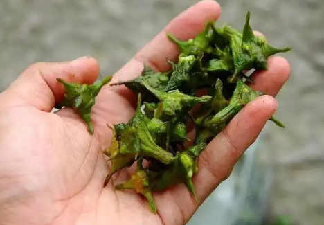 菱角可以直接种植吗(菱角可以直接水煮吃吗)