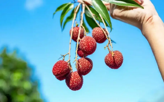 荔枝速冻一年还可以吃吗(荔枝冷冻一个月还能吃吗吗)