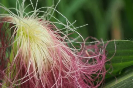 玉米须能重复煮吗(玉米须能重复熬水喝吗)