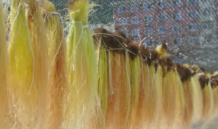 玉米须能重复煮吗(玉米须能重复熬水喝吗)