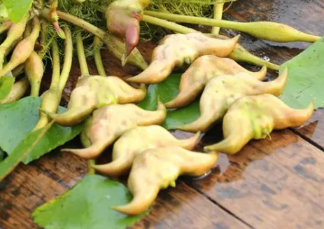 吃了菱角胃不舒服怎么办(有胃病能吃菱角吗)