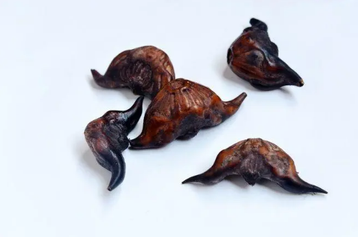 吃了菱角可以喝牛奶吗(吃了菱角可以喝酒吗)