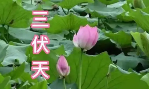 每天晒背30分钟的好处(湿气重每天晒背三小时可以吗)