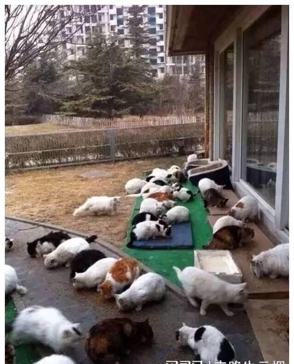 《美女暴击》刘亦菲：身价过亿，一件棉袄穿了十年，现在国籍有争议。