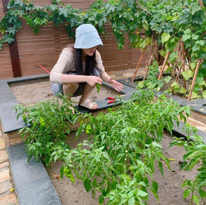 张茵过着田园般的生活,他的院子里种满了蔬菜和水果,超大的别墅暴露在外。