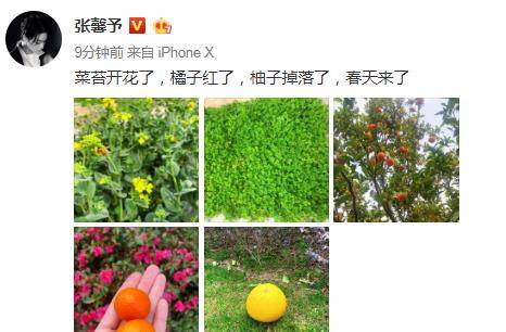 张茵过着田园般的生活,他的院子里种满了蔬菜和水果,超大的别墅暴露在外。