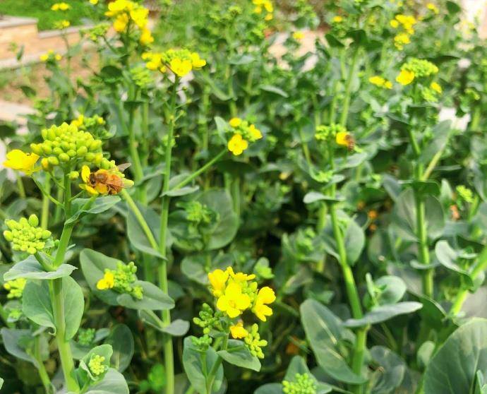 张茵过着田园般的生活,他的院子里种满了蔬菜和水果,超大的别墅暴露在外。