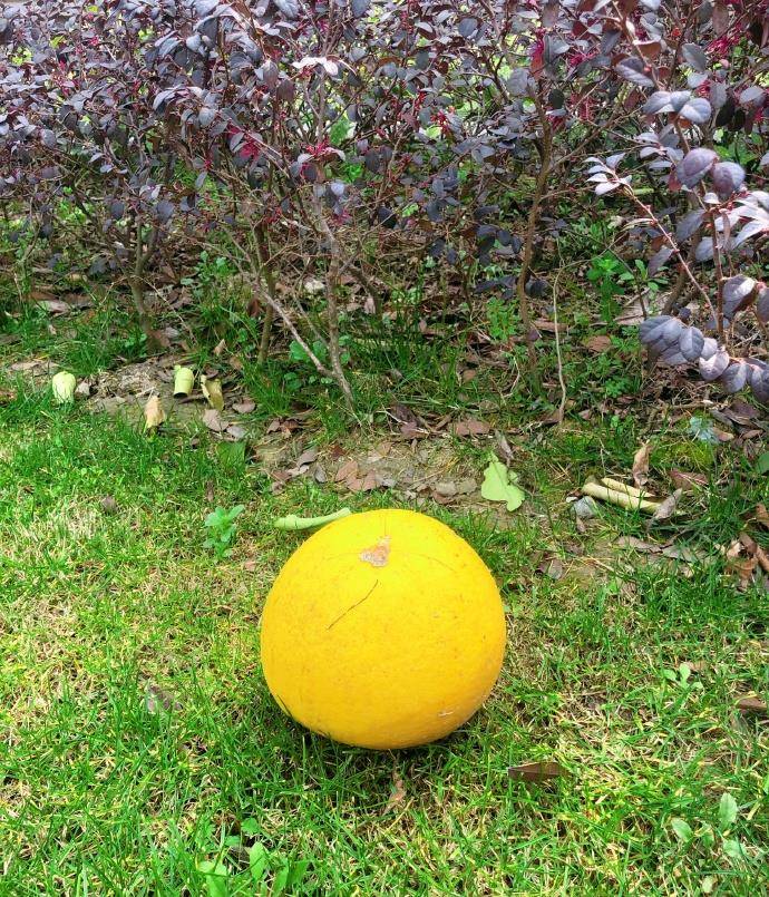 张茵过着田园般的生活,他的院子里种满了蔬菜和水果,超大的别墅暴露在外。