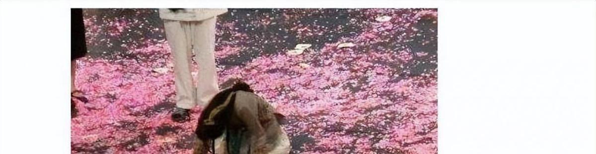 为什么说谢娜是坡姐(谢娜坡姐全部视频完整版)