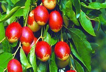 明星排场有必要那么大吗(明星排球)