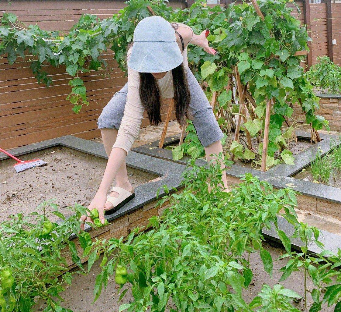 张茵过着田园般的生活,他的院子里种满了蔬菜和水果,超大的别墅暴露在外。