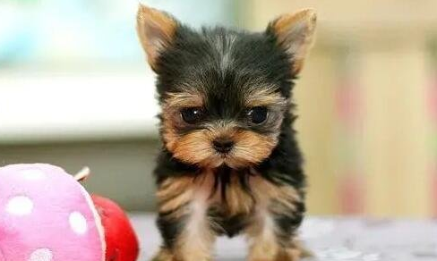 约克夏多少钱一只(约克夏多少钱一只 纯种)