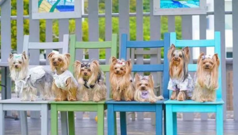 约克夏多少钱一只(约克夏多少钱一只 纯种)