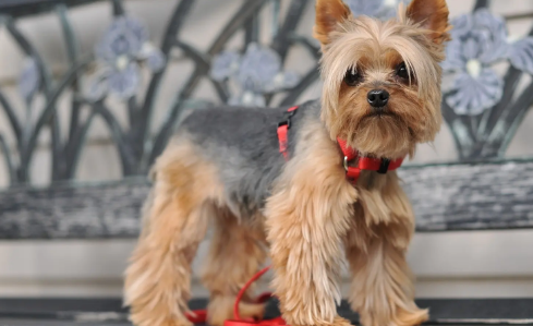 约克夏多少钱一只(约克夏多少钱一只 纯种)