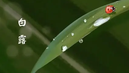 白露过后还热吗(今年白露了为什么还这么热)