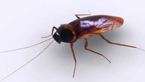 请灭蟑螂的公司多少钱(灭蟑螂的专业公司多少钱)