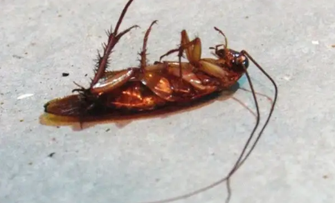 请灭蟑螂的公司多少钱(灭蟑螂的专业公司多少钱)