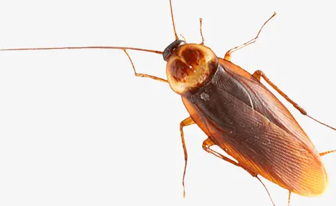 请灭蟑螂的公司多少钱(灭蟑螂的专业公司多少钱)