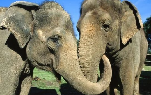 亚洲象是哪里的稀有动物(亚洲象是亚洲现存最大的什么动物?)