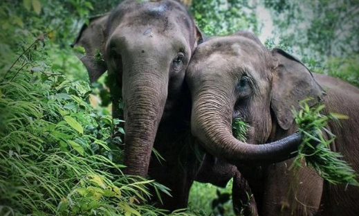 亚洲象是哪里的稀有动物(亚洲象是亚洲现存最大的什么动物?)