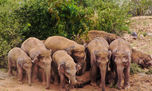 亚洲象是哪里的稀有动物(亚洲象是亚洲现存最大的什么动物?)