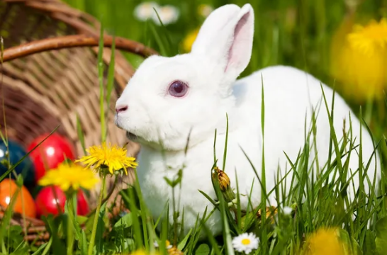 兔年是2023几月(兔年是2023年)