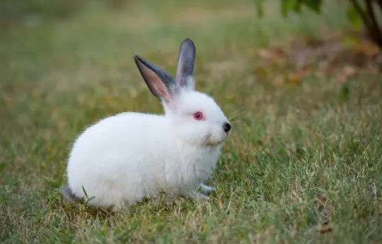 2023年兔年最吉利的四大属相(2023年兔的人命好吗)