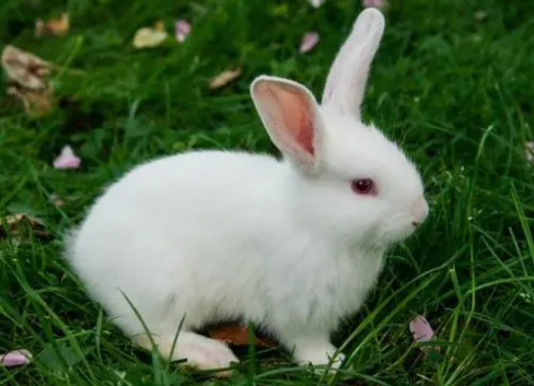 2023年兔年最吉利的四大属相(2023年兔的人命好吗)