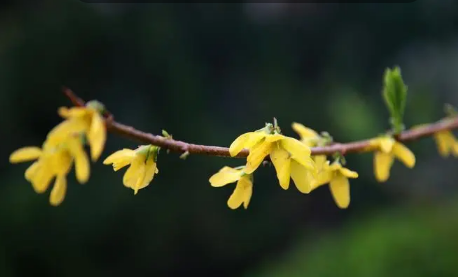 2023年是不是土命年(2023年是不是两个春节)