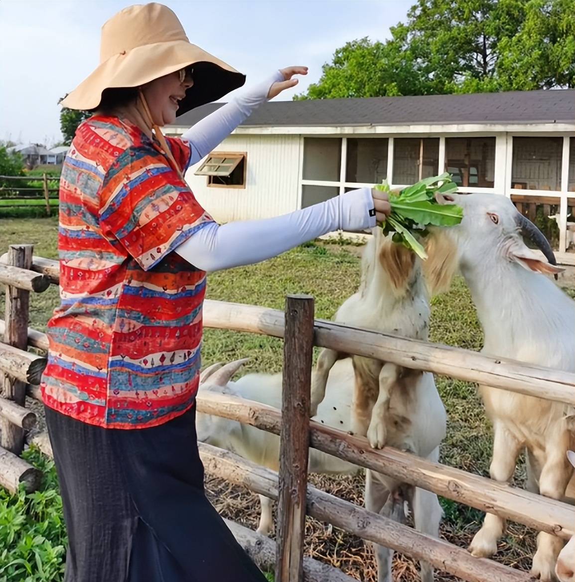 带着家人去摘菜,不再做“二传手”,对张大爱。太甜蜜了。