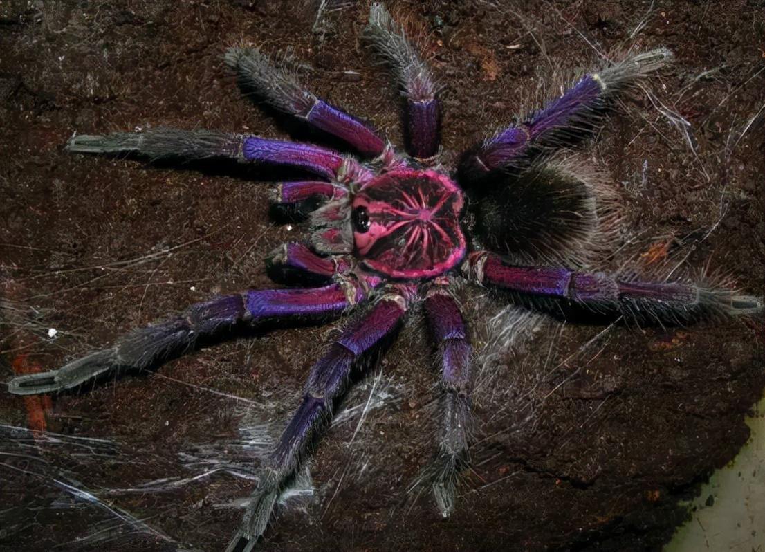 小鸟amazon免费鹦鹉可以训练上厕所吗