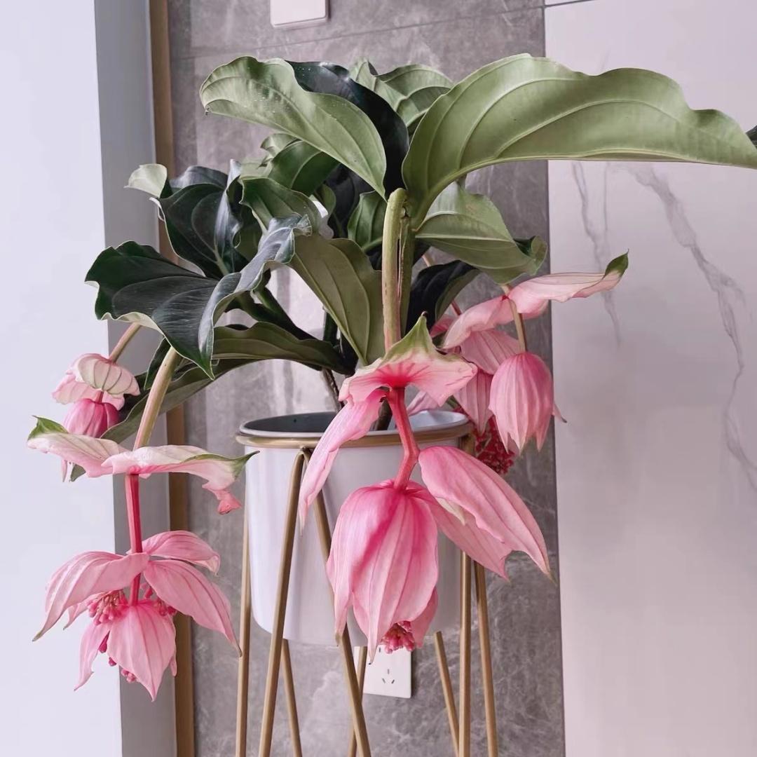 六年级女生喜欢什么礼物,有哪些黑科技的小东西适合送人当礼物