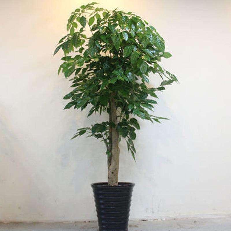 个子太矮了怎么办真的好想长高个子矮该怎么办