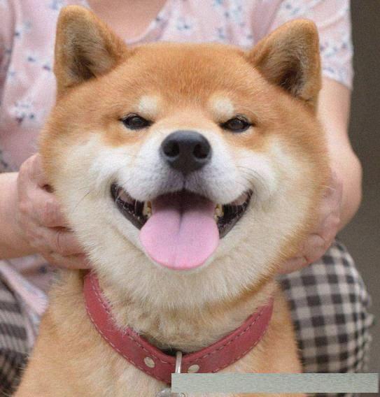 男生有一堆可爱的表情包,有哪些让人一脸懵逼的表情包