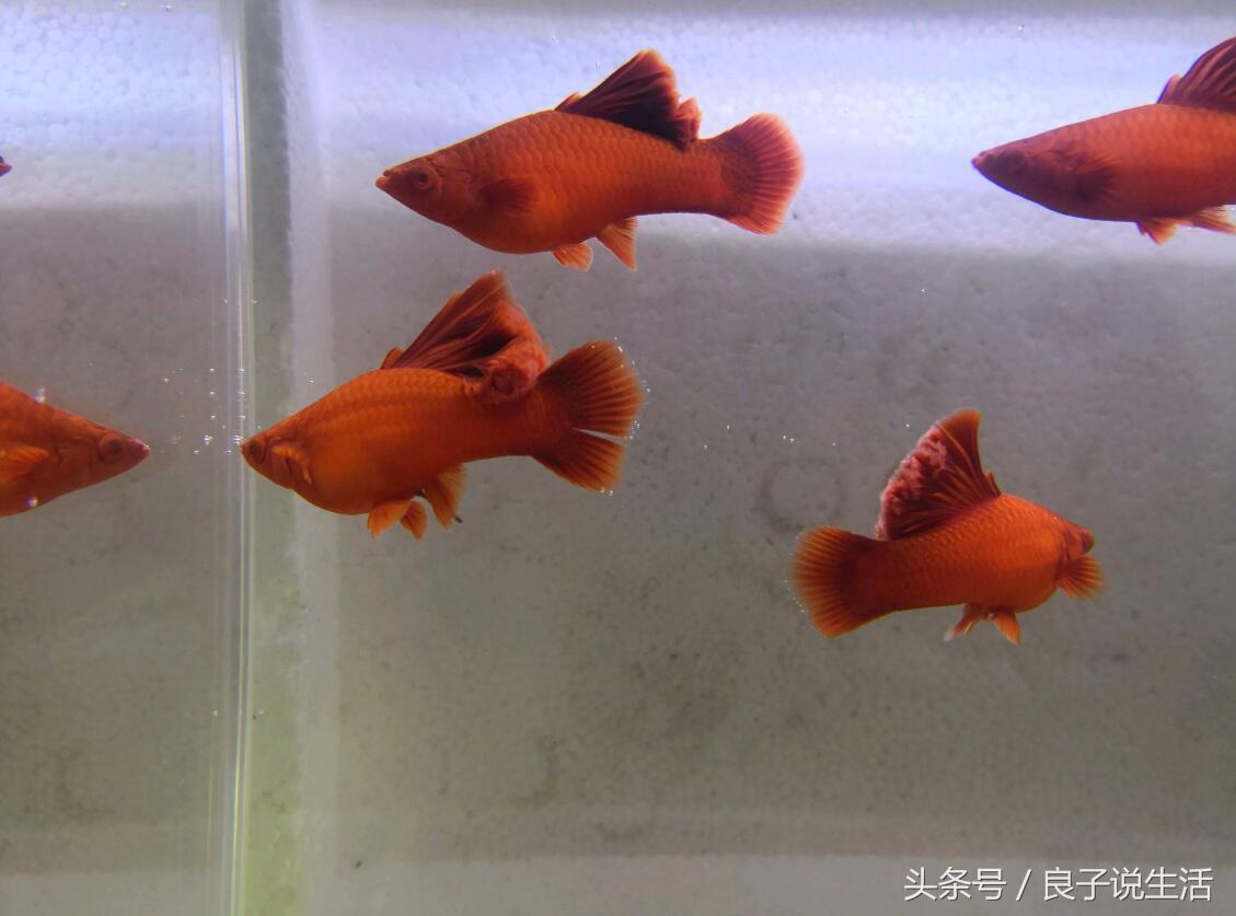 在学校如何看出一个男生喜欢你金牛座男生是一个怎样的存在