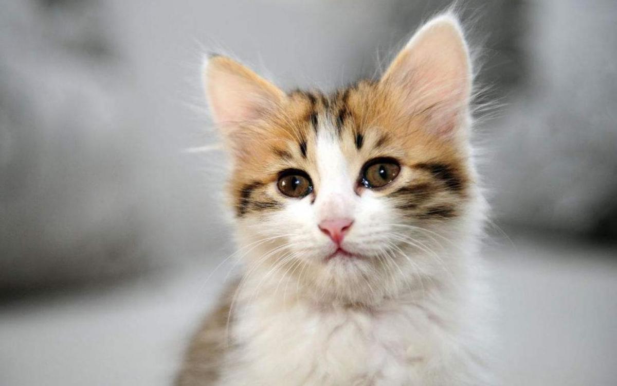 怎样让你喜欢的人喜欢你(为什么要让人们喜欢你)