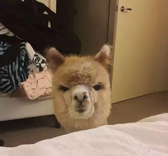 亲亲的时候哼唧是有反应了吗(泰迪犬的哪些动作表示它正在撒娇呢)