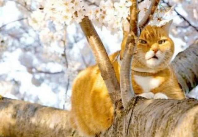 男人觉得女人可爱的心理,为什么男人喜欢把女孩子逗生气然后喜欢看她样子很高兴