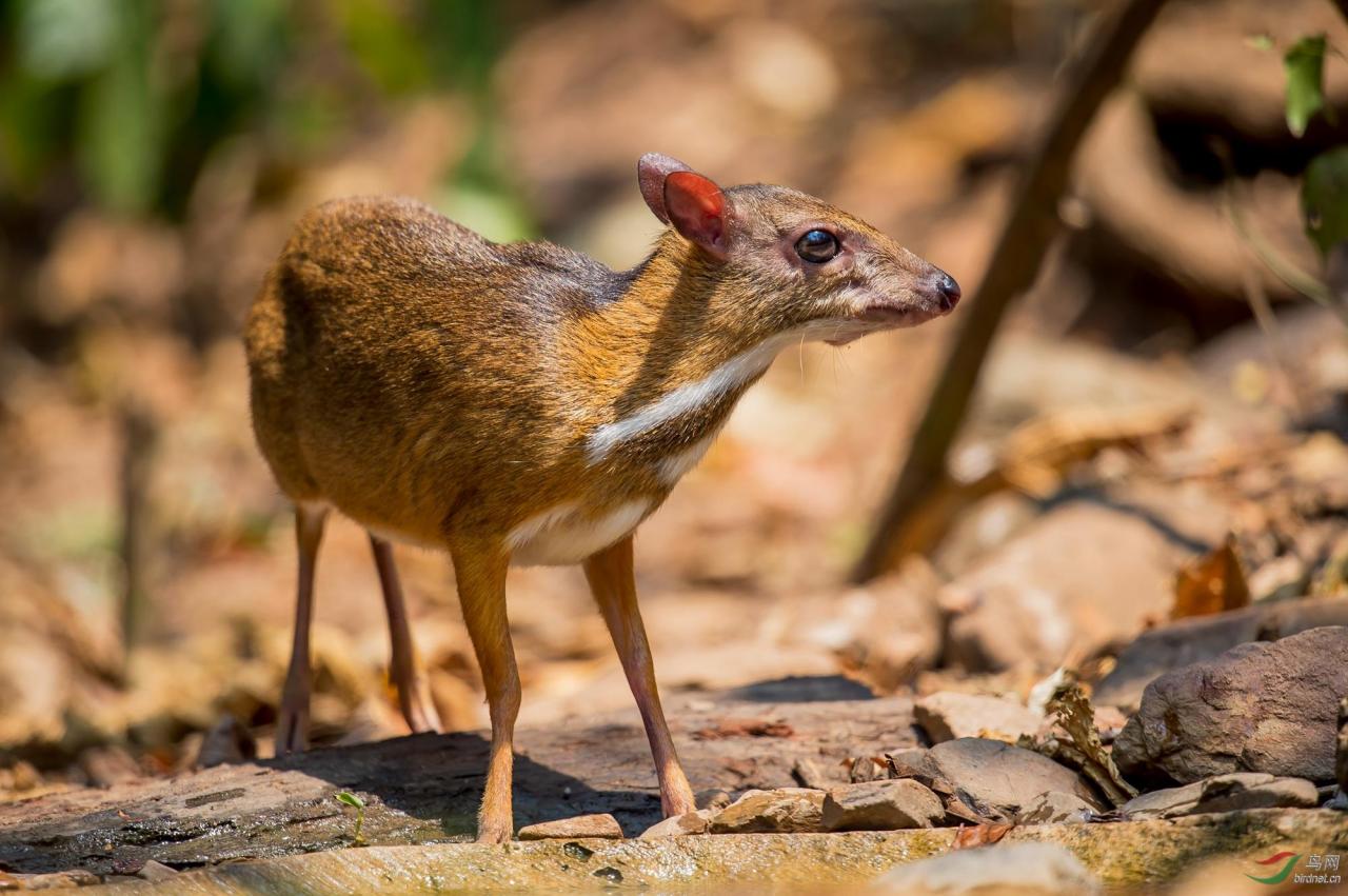 女孩一般喜欢多高的男生性格内向追不到女生