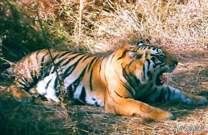 属虎有山有水有树林的名字,代表虎的字