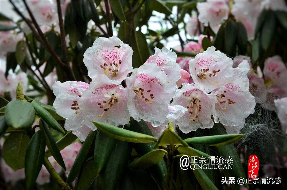 三个字稀有网名男珍稀动物中名字最好听的