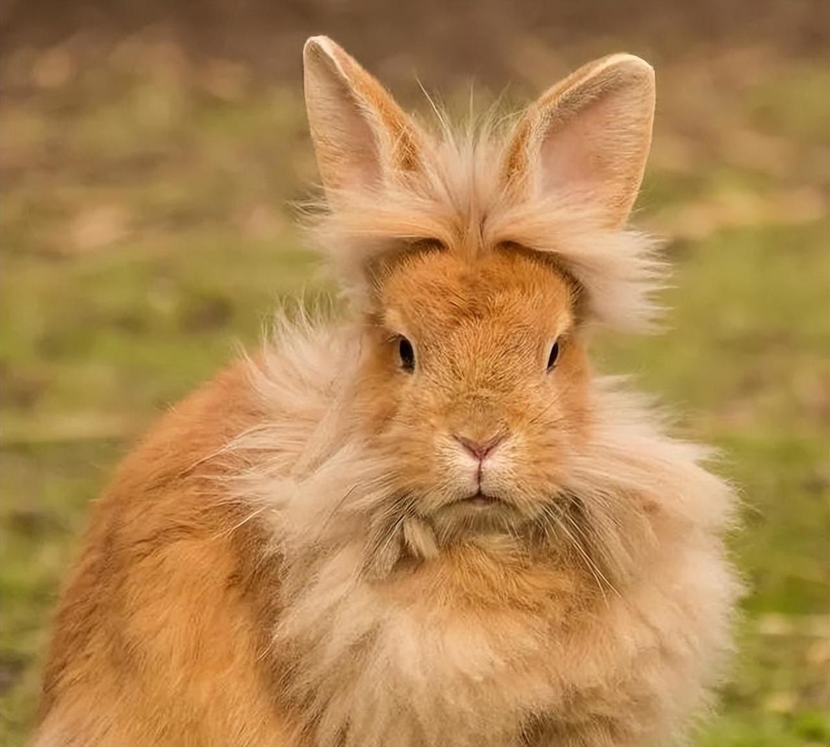 人格测试十六型人格,历史上有哪些知名的元帅和将军