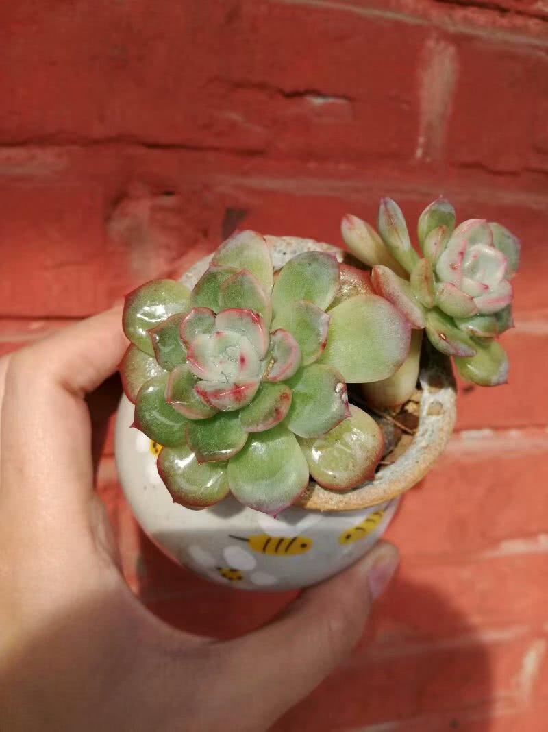 小孩胖小鸡不长怎么回事怎么养土鸡才不会肥