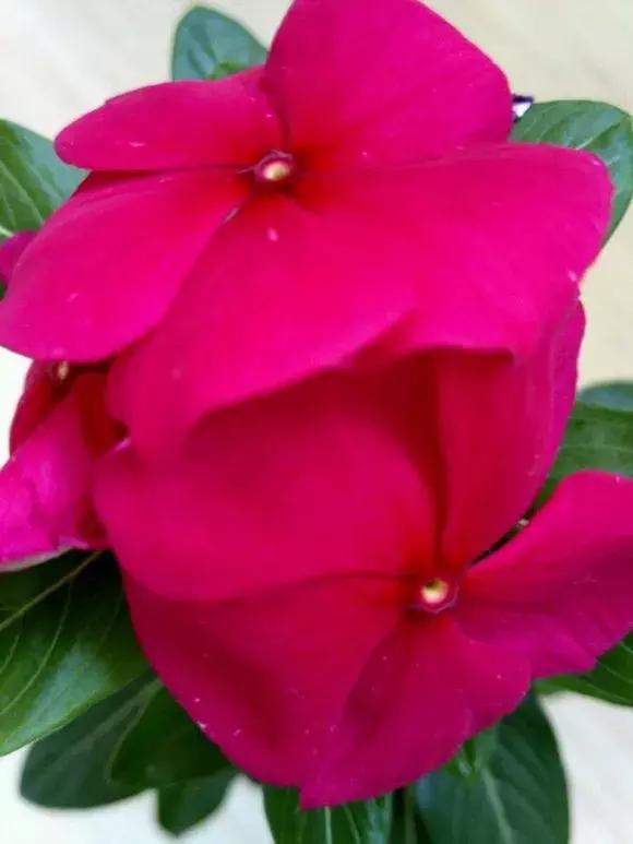 长春男生喜欢什么女生,东北小哥经常叫一个姑娘傻狍子啥意思