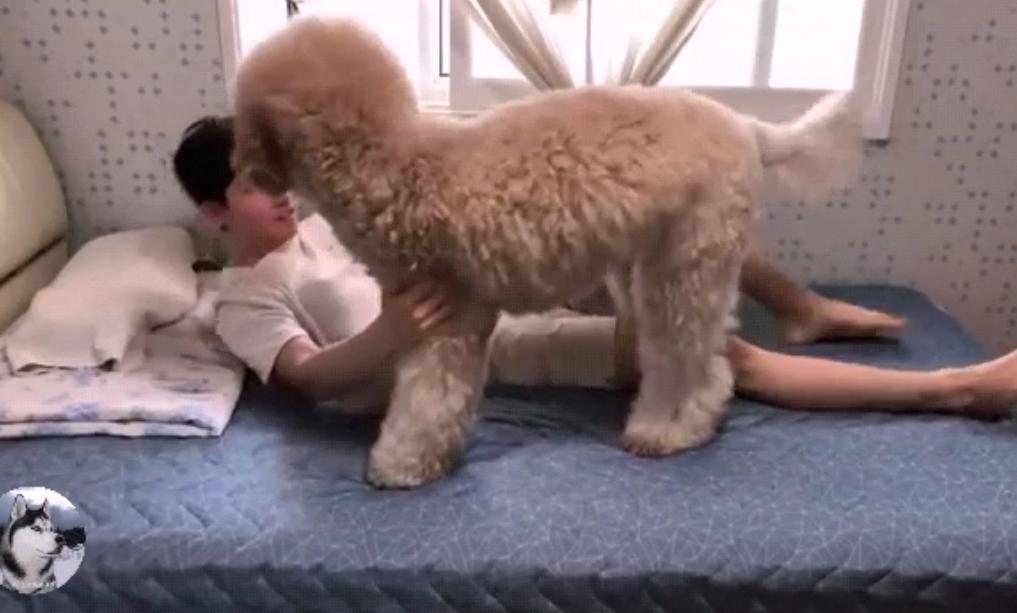 男生80多斤80斤体重的猪三个月能长到多重