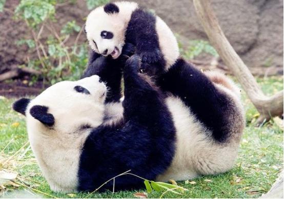 看起来呆萌其实很厉害的女生为什么现在呆萌可爱的男孩子会更受喜欢