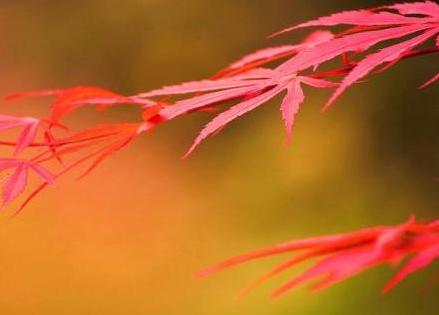 女生谈恋爱一定很喜欢男生吗男生不爱女生