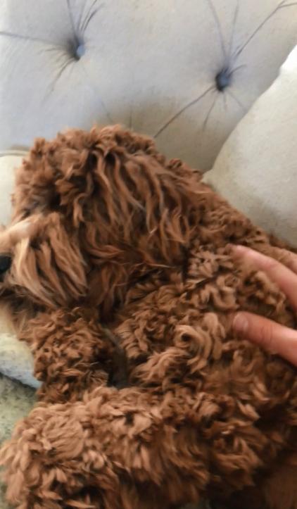 男生喜欢女生叫他主人嘛为什么人总说会叫的狗不咬人