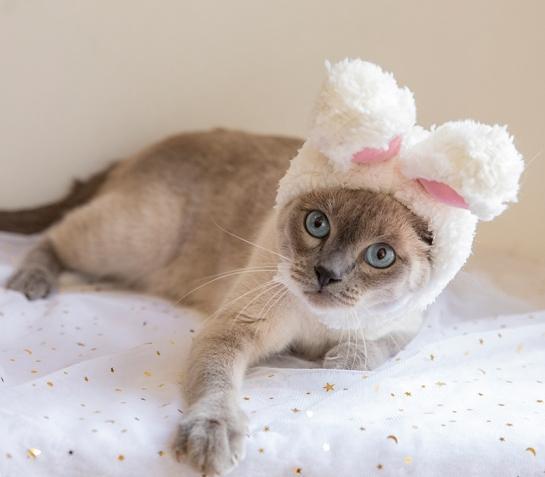 能听懂这个声音的男生一定不简单,蓝猫会听懂人说的话吗